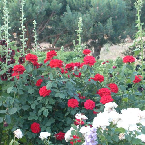 Czerwony  - Róże pienne - z kwiatami hybrydowo herbacianymi - korona równomiernie ukształtowana